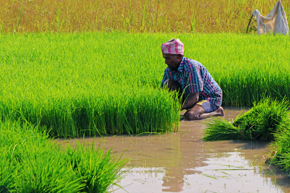 Global food prices rise after Russia ends grain deal and India restricts rice exports